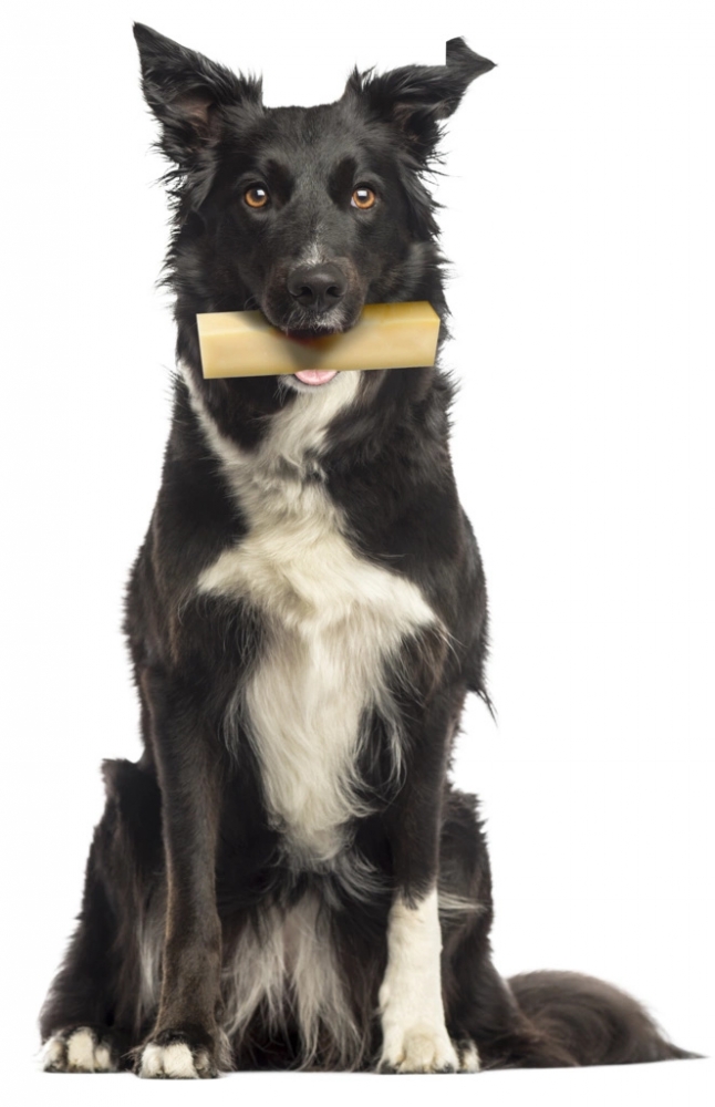 Zdjęcie Zolux Przysmak dla psa Cheese Bone mleczno-serowy Medium < 10 kg 57g