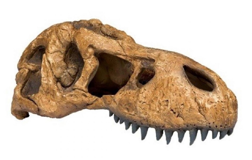 Zdjęcie Exo-Terra T-Rex Skull kryjówka czaszka tyranozaura  22 x 10 x 9 cm 