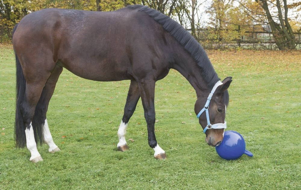 Zdjęcie Kerbl Piłka do zabawy dla koni  niebieska śr. 25 cm