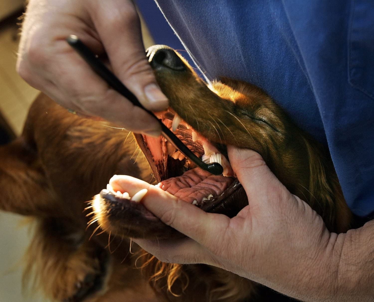 Zdjęcie Petosan Zestaw do czyszczenia zębów (pasta + szczoteczka) rozm. M, dla psów 7-15kg 