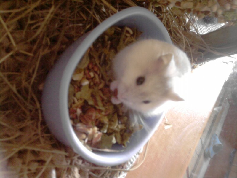 versele laga mini hamster